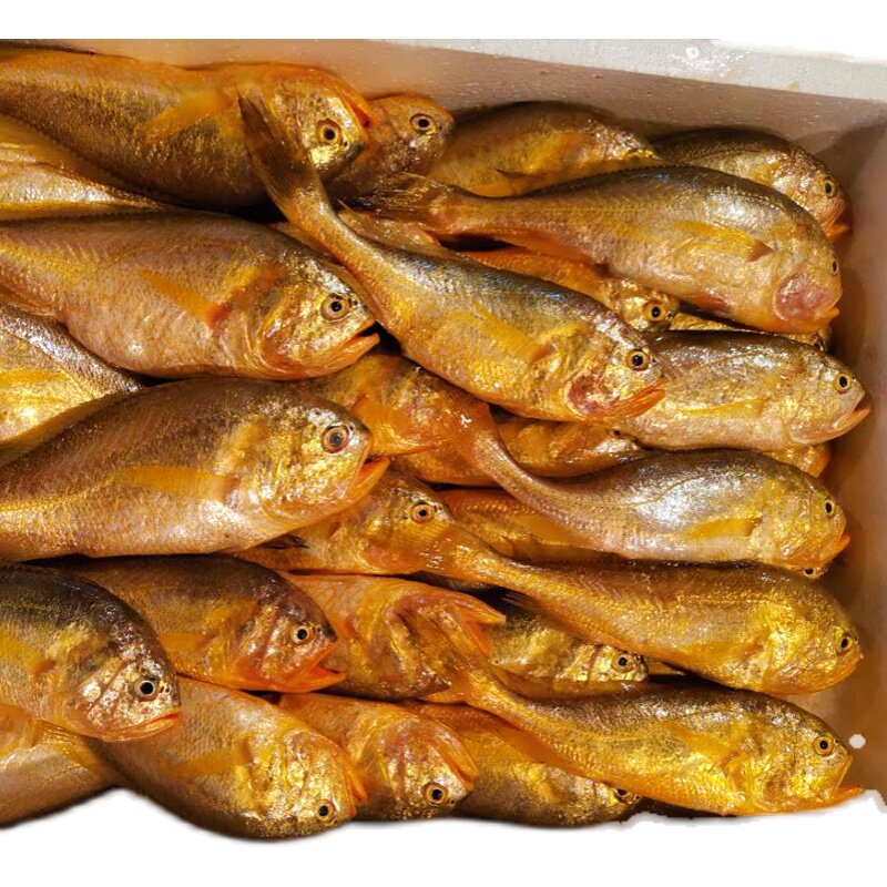 东海宝宝条共1两小梅辅食新鲜丁宝宝黄梅天然黄鱼
