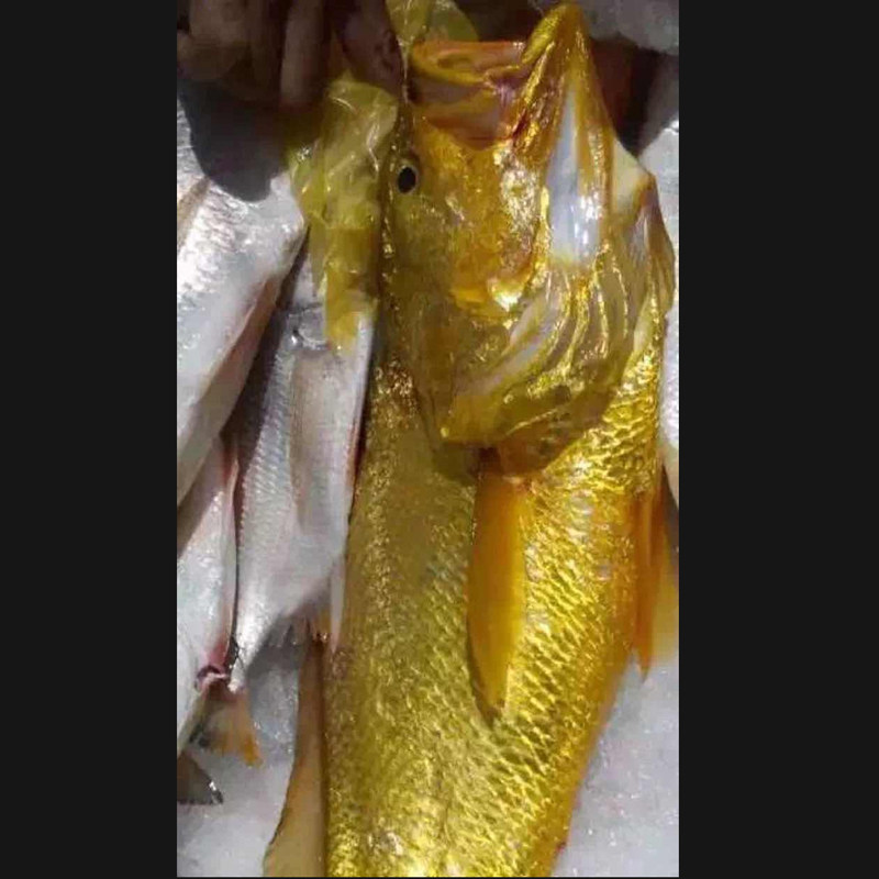 正宗纯野野生大黄鱼海新鲜天然黄花鱼海鲜宝宝辅食黄鱼
