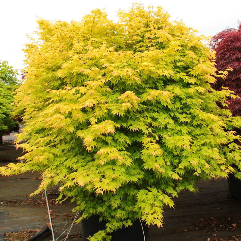 树苗黄金枫金枫正宗之梦日本红枫金陵三季红庭观叶