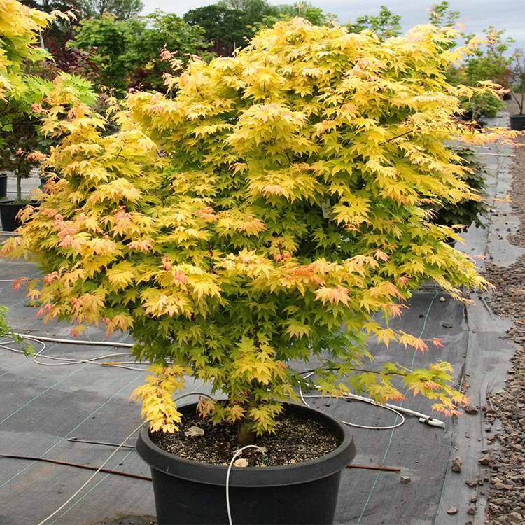树苗黄金枫金枫正宗之梦日本红枫金陵三季红庭观叶