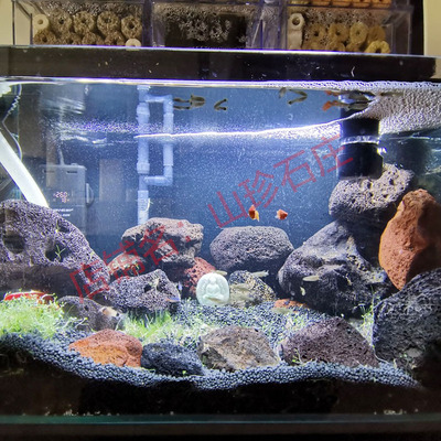 火山石黑色喷发爆发气泡石鱼缸鱼缸草缸瀑布滤材气泵岩石造景功效与作