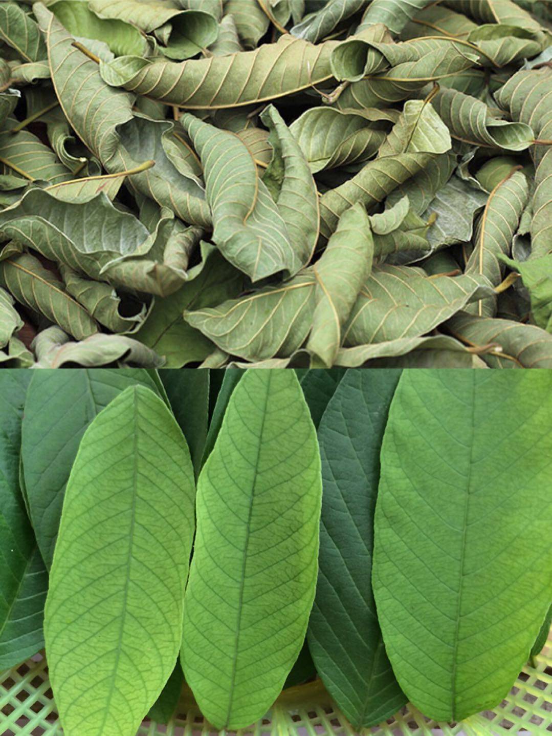 番石榴叶茶晒干红心叶子芭乐叶果干片其他药食同源食品