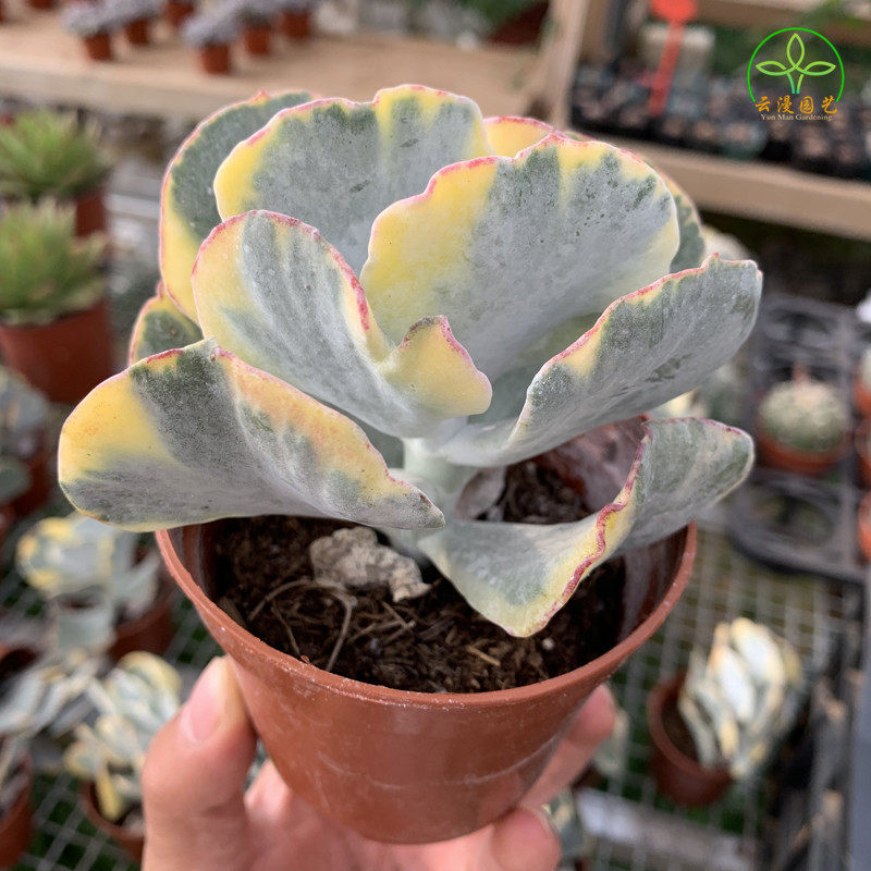 旭波之光光锦多肉植物银波锦属桌面阳台创意多肉植物