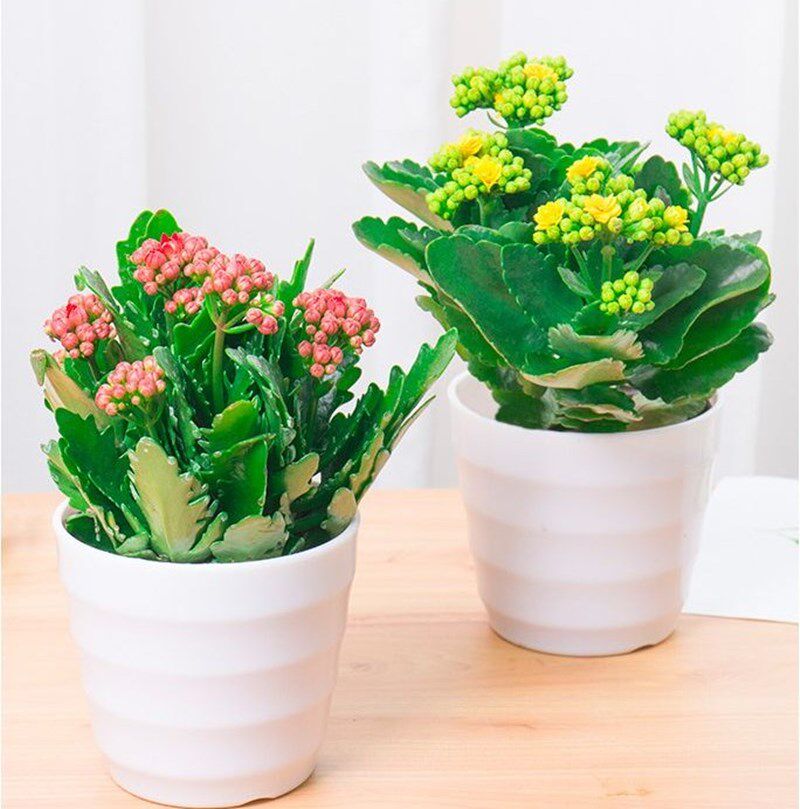 长寿花盆盆栽重瓣花苗花苞新品种花卉观花植物花卉