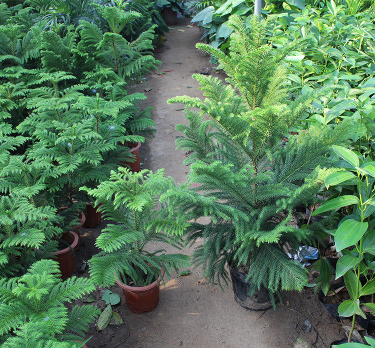 南洋杉盆栽室内大型绿植盆景花卉圣诞树大型绿植