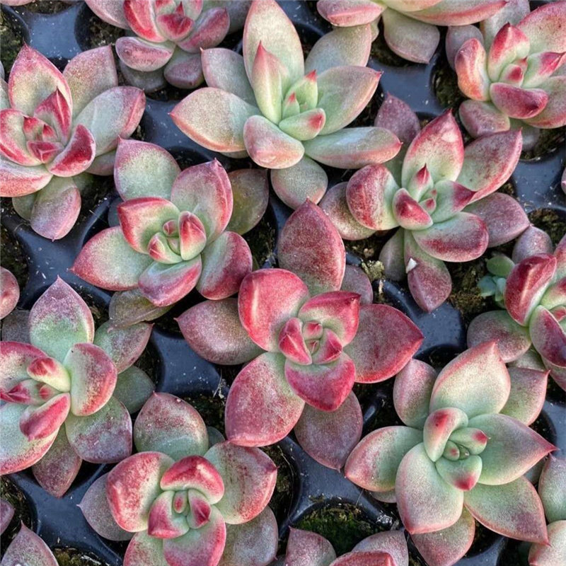 血魔杂交新品暗纹系多稀有有小货多植物办公室多肉植物