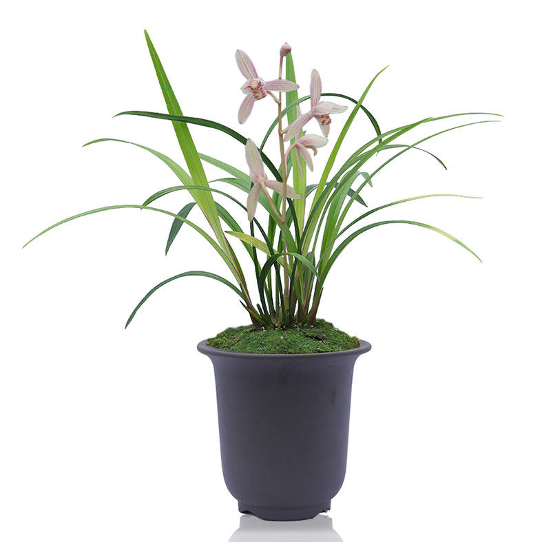 连城兰花建兰四季东方红市长红花系列花卉