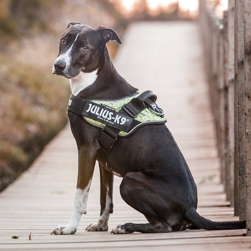 进口julius k9舒适版胸背带中大型犬快套马鞍背泰迪金毛柯基法斗