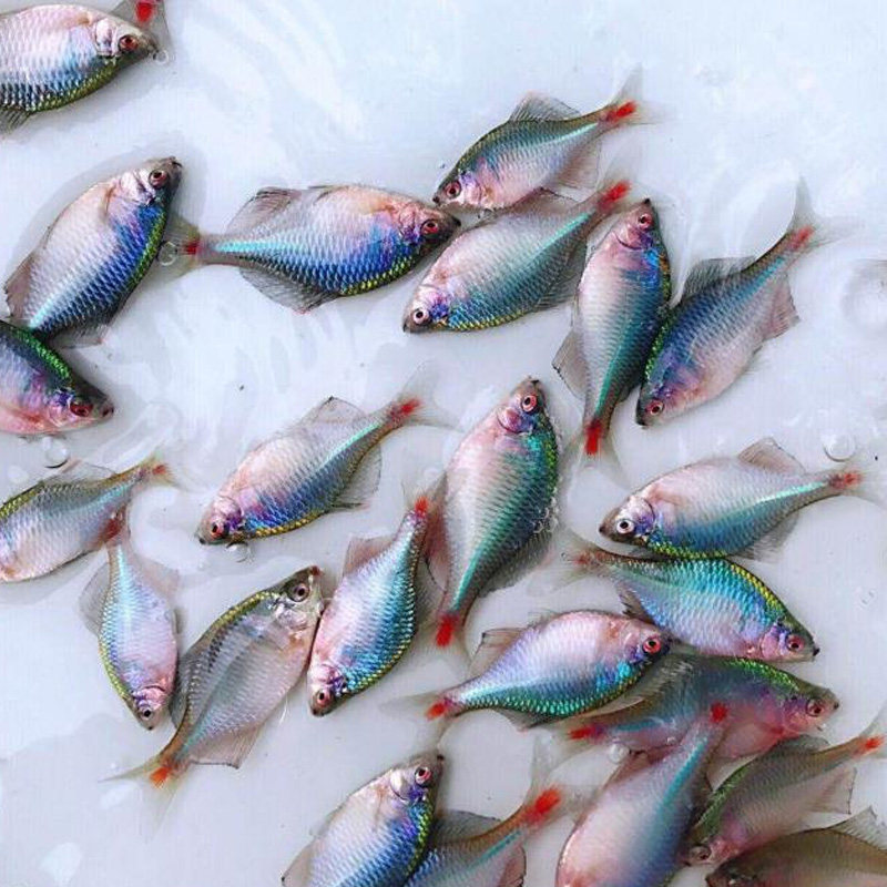 鳑鲏小型养易鱼好旁皮原生游鱼工具活体观赏鱼