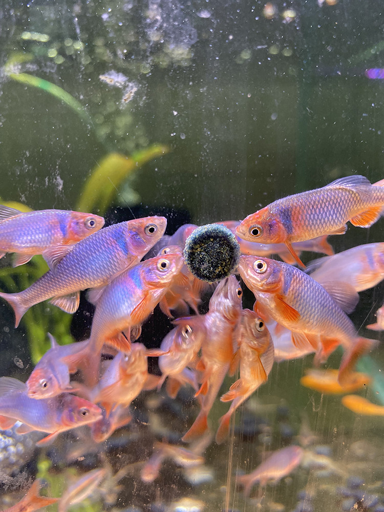 彩虹精灵鱼原生冷水耐寒群游草缸鱼卢伦真小鲤鱼