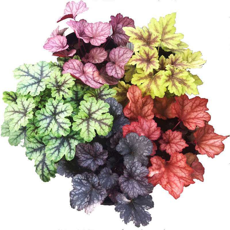 矾根室内花卉叶花卉四季观庭院植物花园阳台耐寒绿植