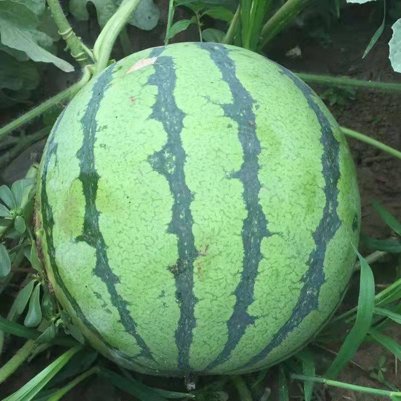 无籽西瓜56斤当季新鲜水果麒麟瓜包熟包8424礼品西瓜