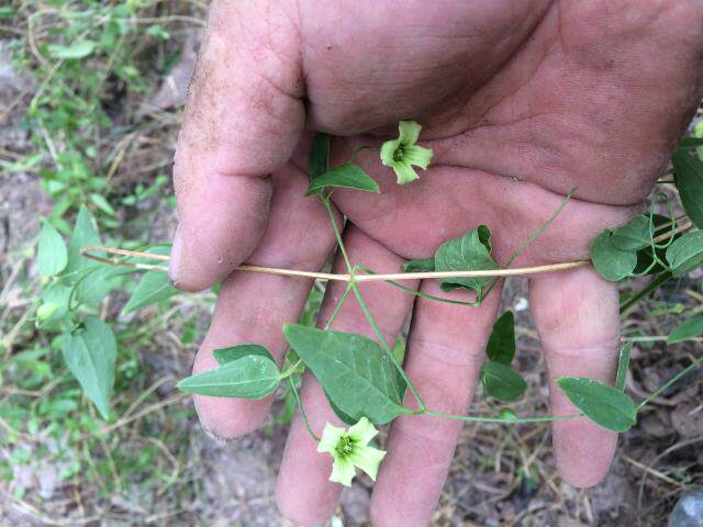 铁线莲新鲜威灵浙江吴兴河边湖州剪刀金剪刀温州绿植