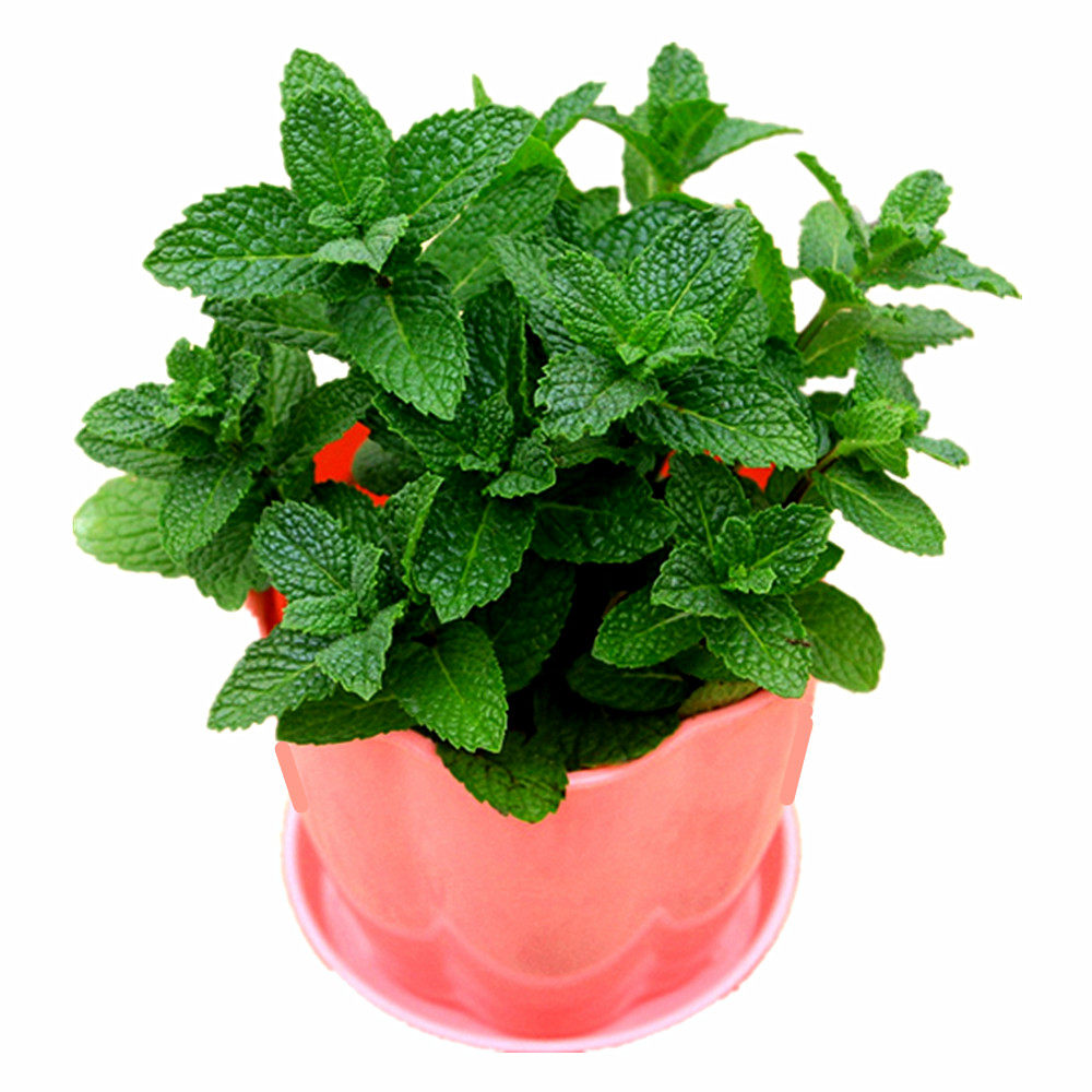 薄荷种子四季易活室内花卉绿植香水柠檬柠檬猫家庭园艺种子
