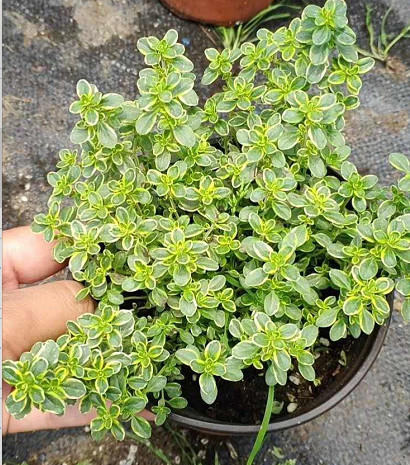 百里香匍匐迷迭香盆栽绿植阳台四季种植牛排可食用绿植