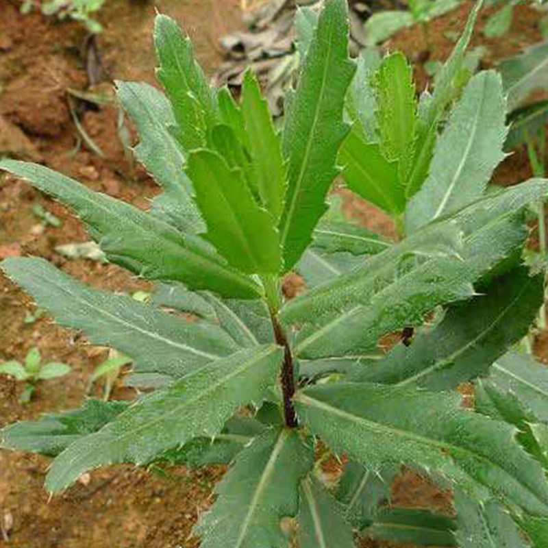 七七新鲜带根中药材狗牙刺纯野生刺儿菜现野菜其它