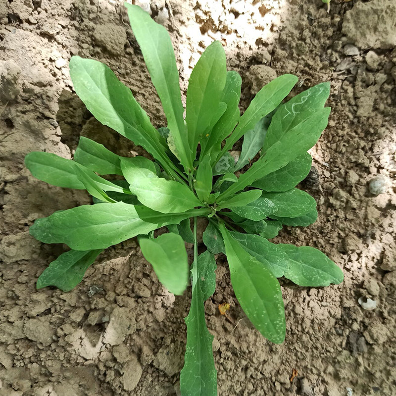 苦菜新鲜带叶带根食用野生挖苦麻菜药用麻子其它