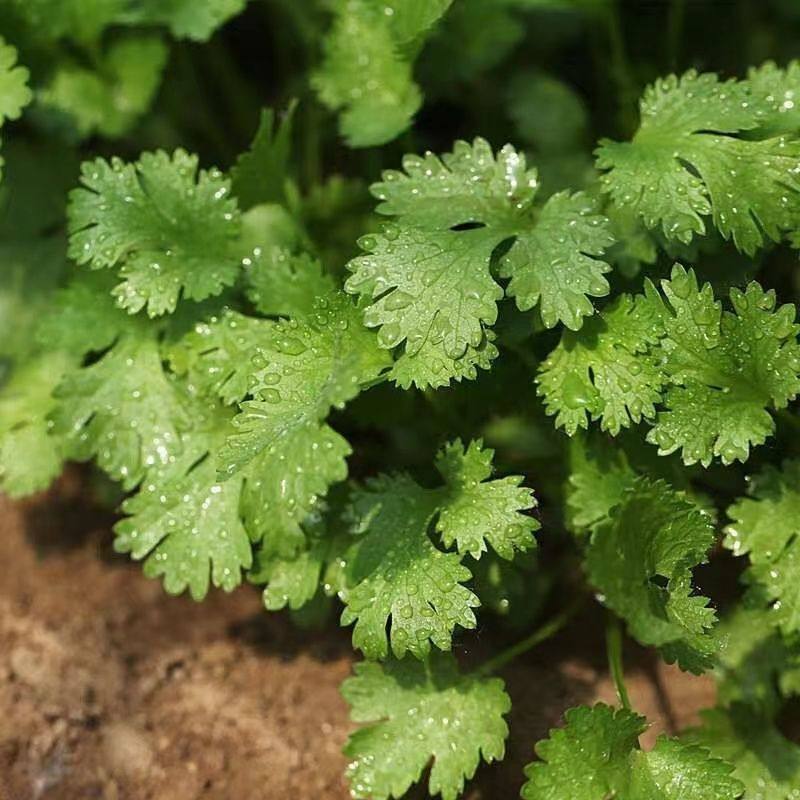 香菜小叶新鲜现挖农家种植山东特产蔬菜带根其它