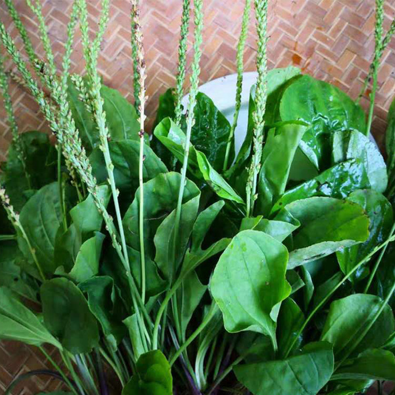 车前草新鲜山东省纯野野生现挖带根带籽整株中药材其它