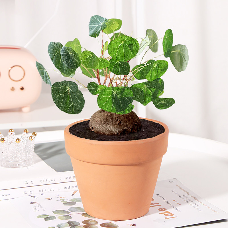 植物乌龟水养鲜花盆栽适合室内客厅招财水培绿植