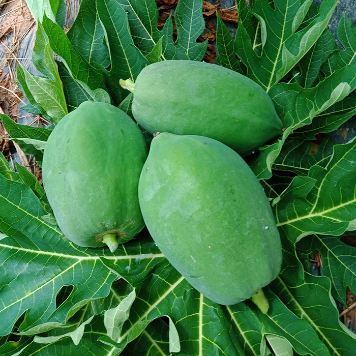 木瓜广西新鲜青木青木瓜瓜生产妇下奶用土水果木瓜