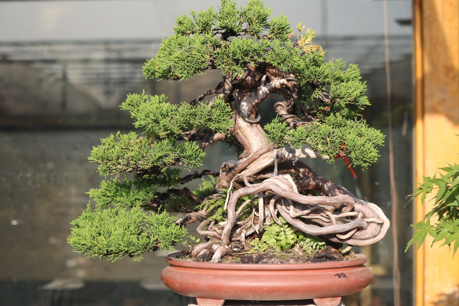 日本本系鱼川真柏精品舍利文人造型别墅庭院大型绿植