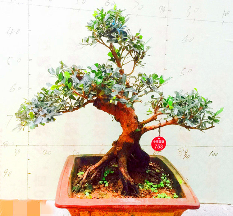 盆景中华蚊母造型老桩四季常青开花结籽室内观时令草本花卉