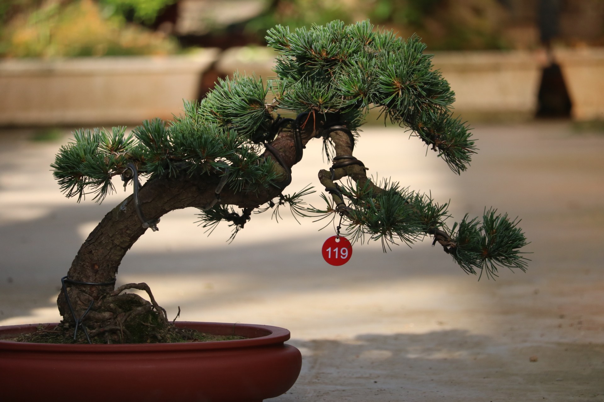 实拍五针阳台办公室别墅庭院老桩黑松日本汉松大型绿植