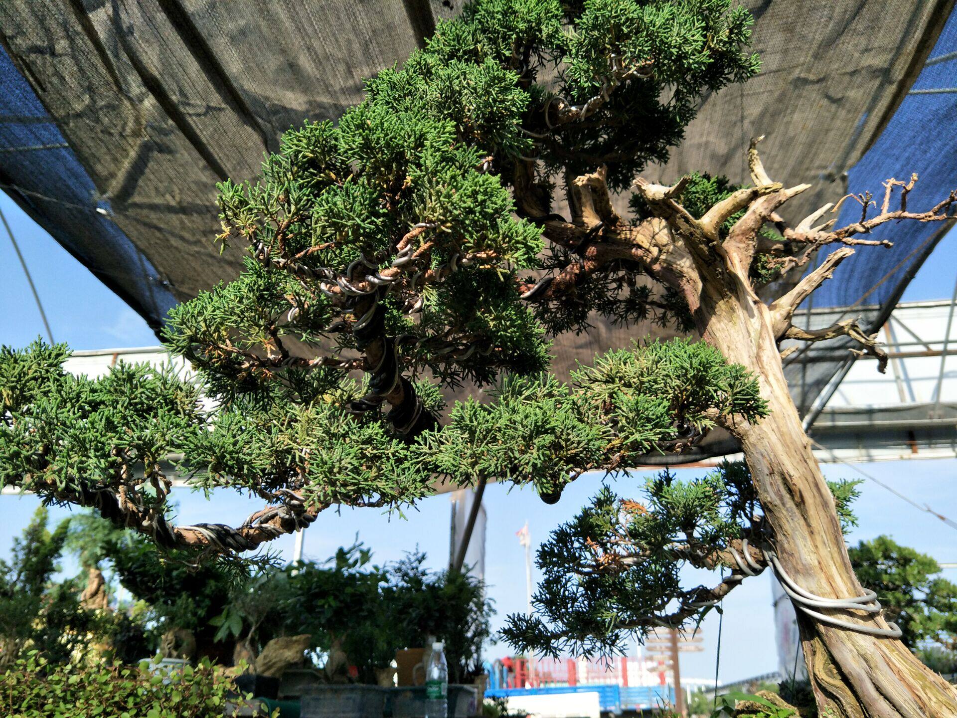 真柏精品书房客厅办公室阳台八房济州系鱼纪州大型绿植