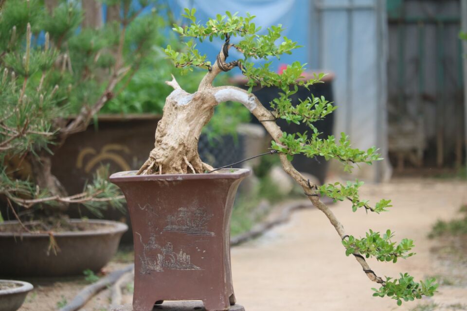 野生盆景老桩品种大全图片