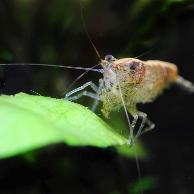 草缸除藻虾鱼缸杂质清洁黑壳虾活体淡水观赏虾水族箱水草缸工具虾