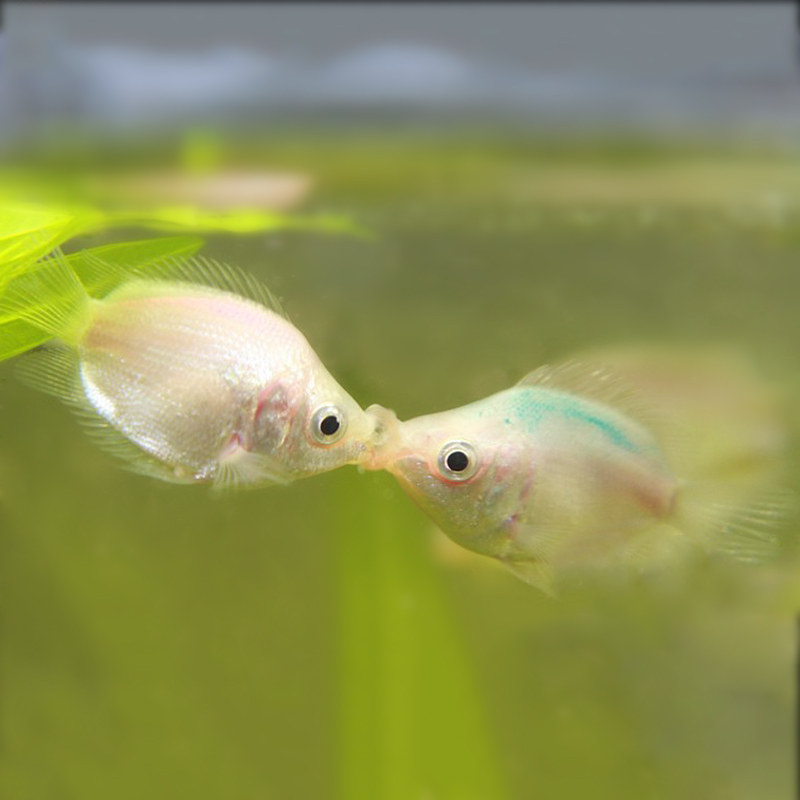 热带观赏鱼亲嘴鱼接吻鱼活体亲亲鱼宠物鱼kiss鱼小型鱼白接吻鱼苗
