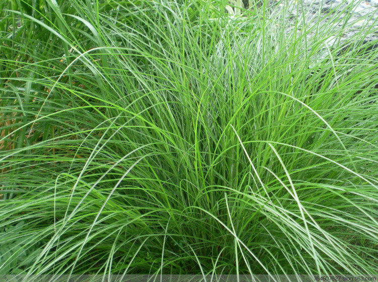 种子百喜草种道路护坡水土保持牧草草籽公路堤坝家庭园艺种子