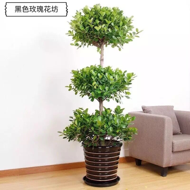 深圳金钱盆栽摇钱树盆景三层榕树室外客厅植物大型绿植