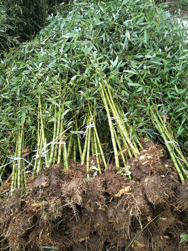 慈孝竹风景竹子苗孝顺竹青竹紫竹金镶玉竹苗盆栽庭院植物风景树苗