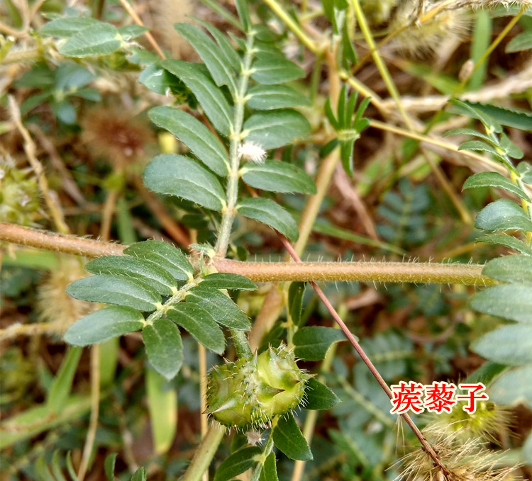 野生蒺藜中药材新鲜蒺藜子刺蒺藜白蒺藜蒺藜秧蒺藜全草