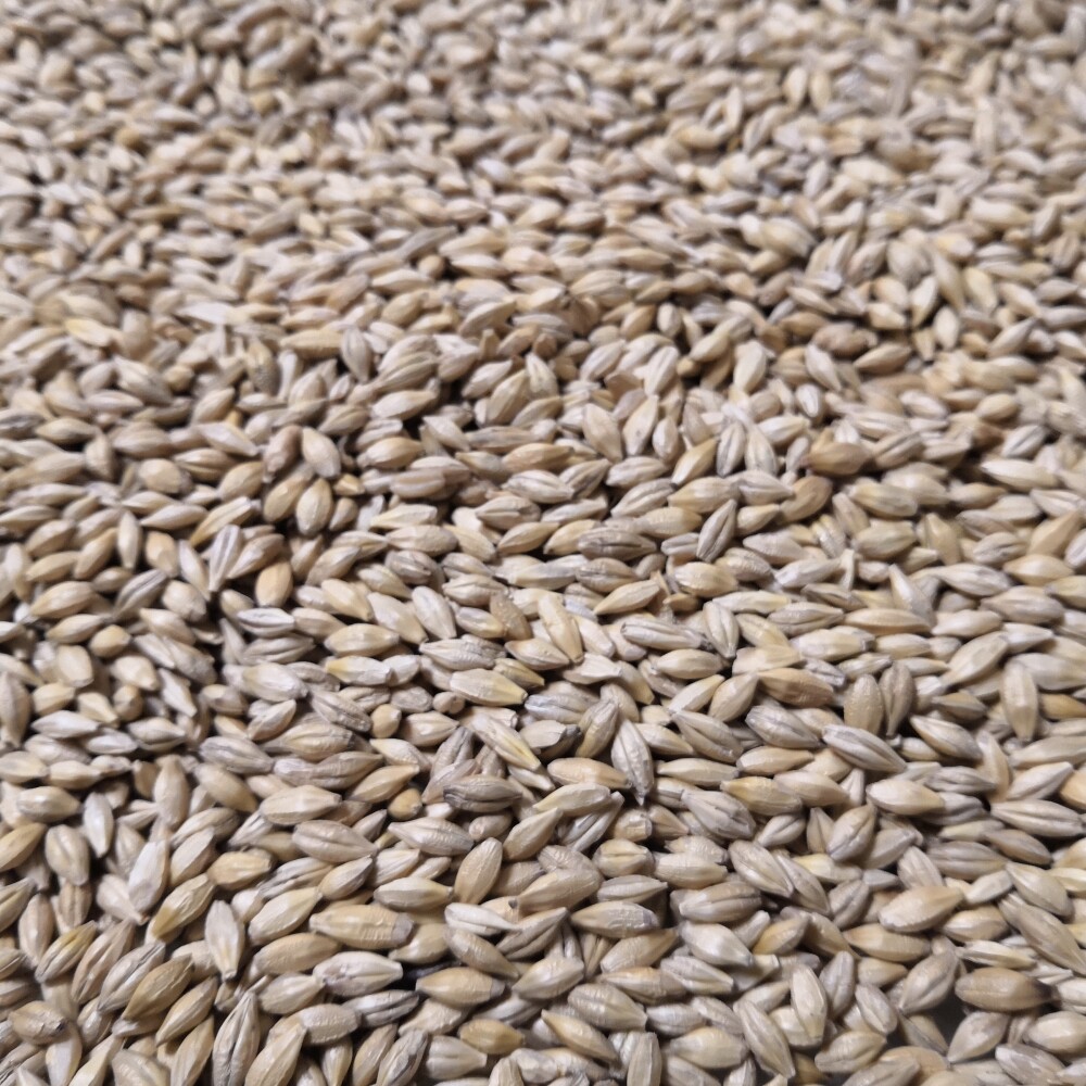 大麦鸽子新带壳发芽原料麦茶鸽粮饲料食品品级鸟食