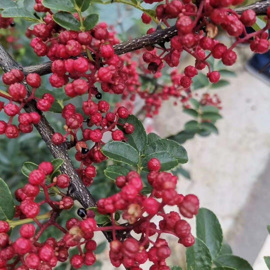 四川汉源干红花椒半斤包邮贡椒娃娃娃椒特新鲜花椒