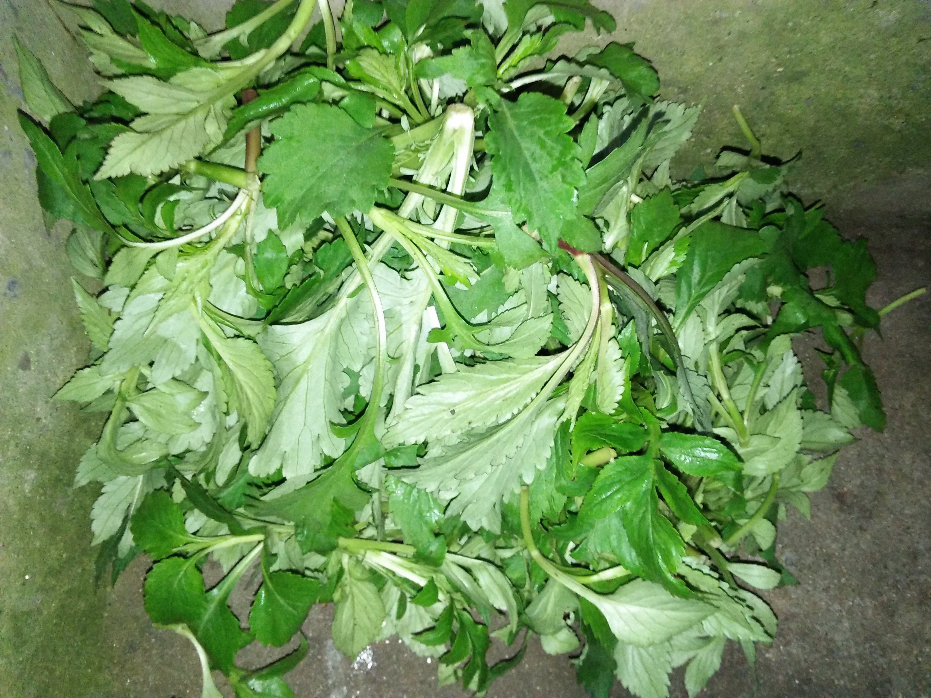 福建野生新鲜野菜 苦益菜 苦婆丁 苦菜干 煲汤 泡茶 清热祛火