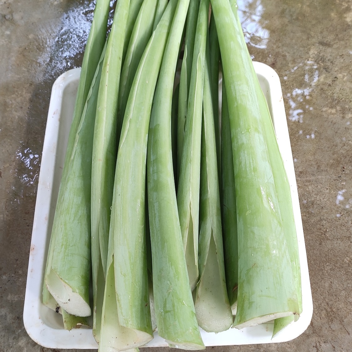 新鲜广菜蔬菜可生炒白芋梗芋蒙芋荷鸭子食用叶菜类