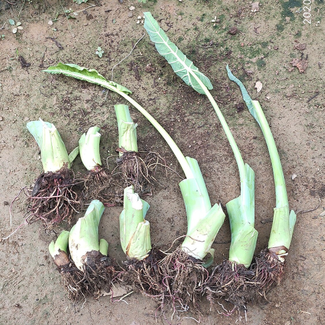 广西菜苗白芋大苗食梗白梗芋白叶芋芋荷蔬菜种苗大型绿植