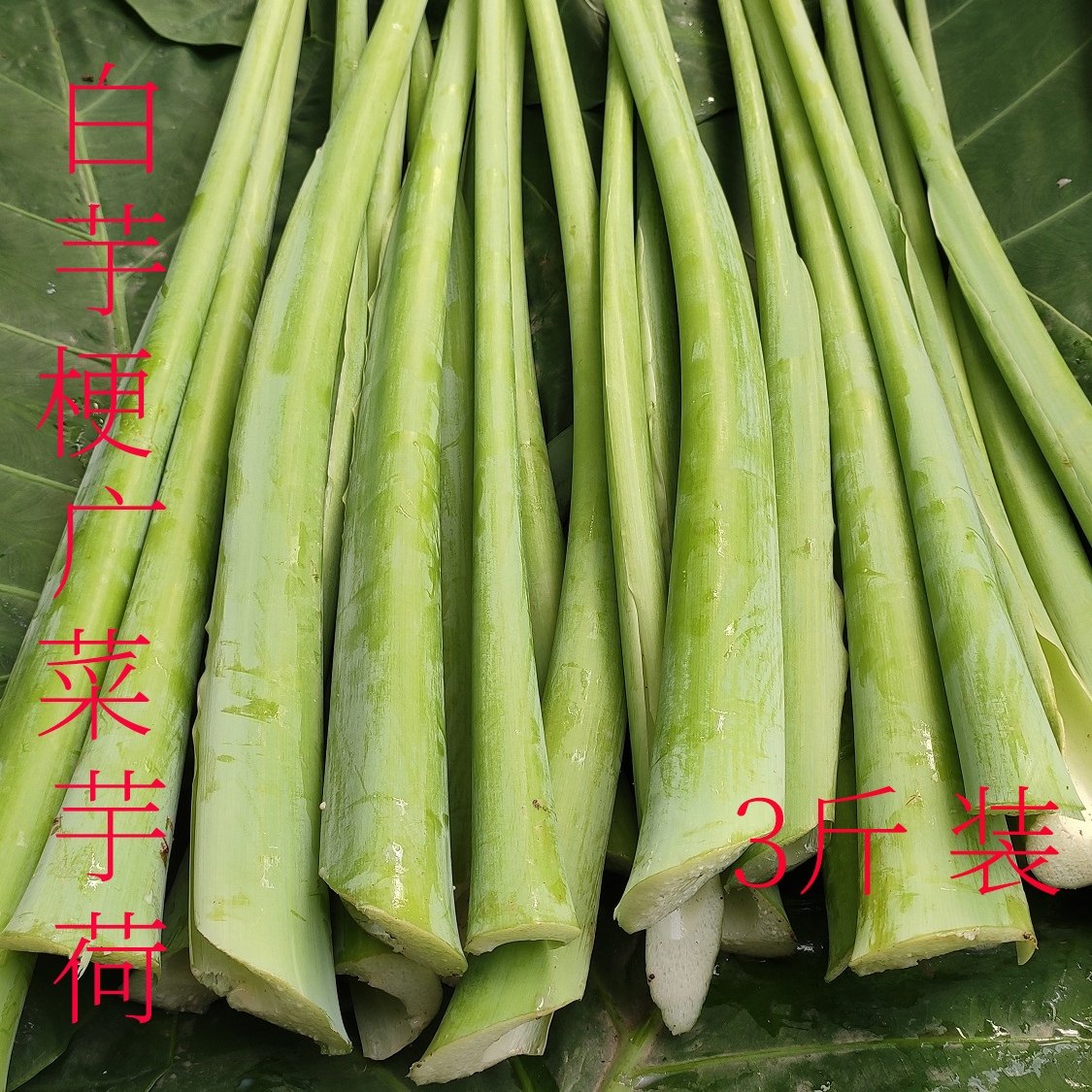 新鲜广菜蔬菜可生炒白芋梗芋蒙芋荷鸭子食用叶菜类
