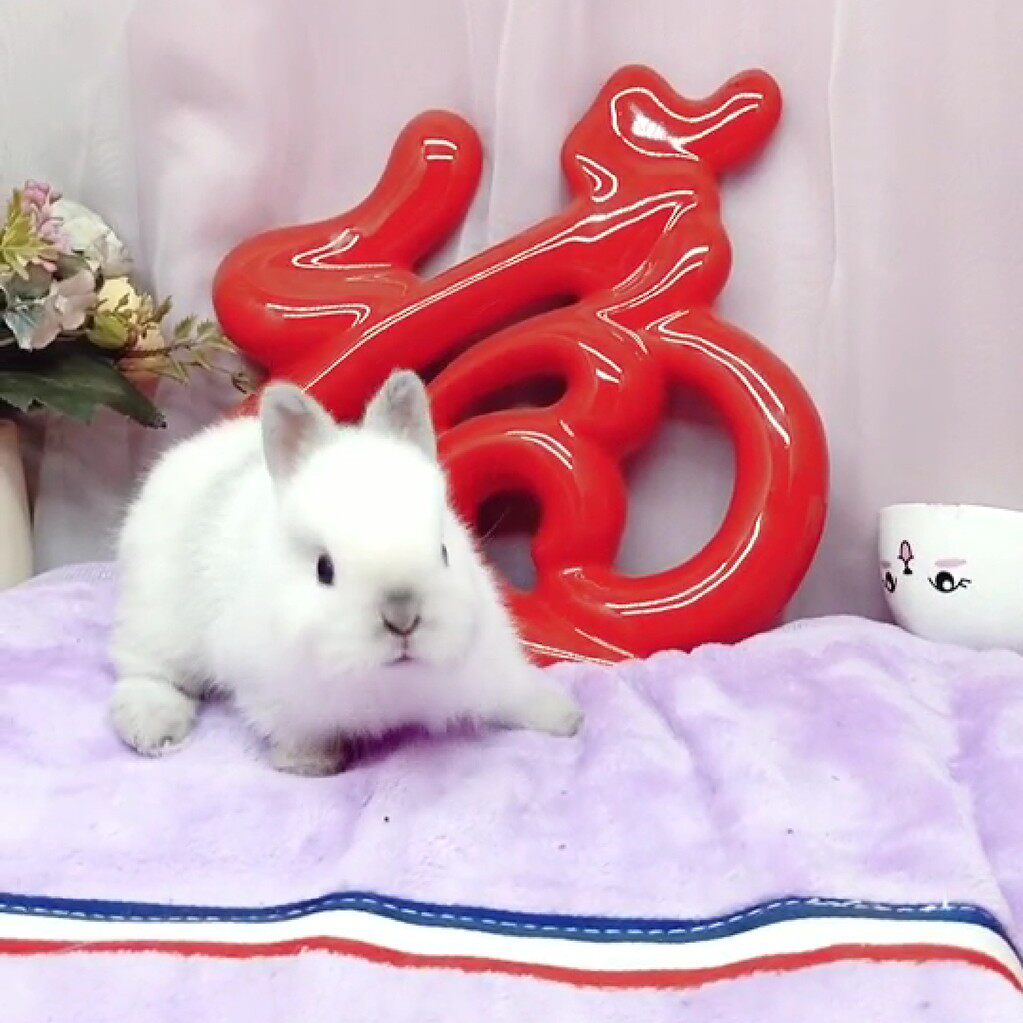 侏儒活体小型迷你海棠凤眼西施茶杯兔长不大兔