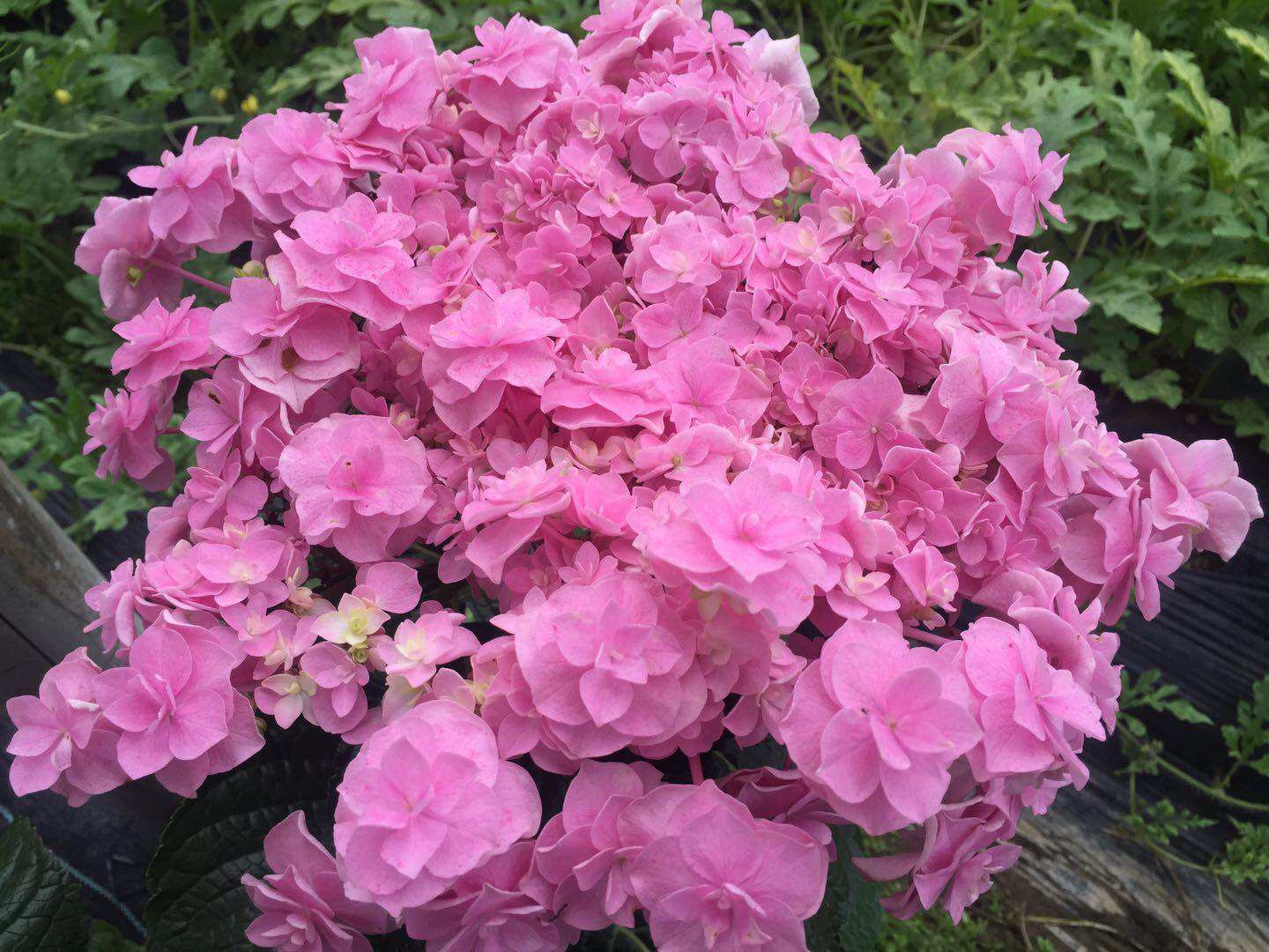 绣球头花大花重瓣阳台庭院花卉花园植物32公分时令草本花卉