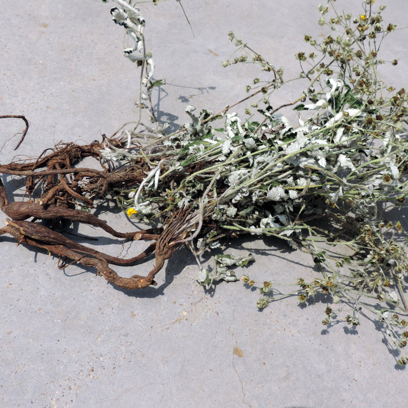 翻白带根500g新鲜中药材干品血糖野生整棵草茶其他药食同源食品