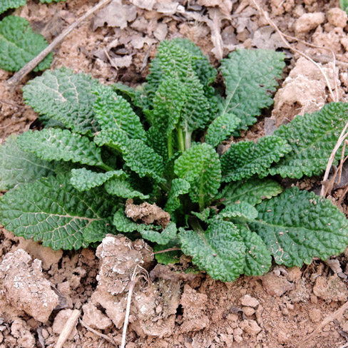 蛤蟆新货嫩苗干品雪见荔枝皮草2021年整颗500克其他药食同源食品