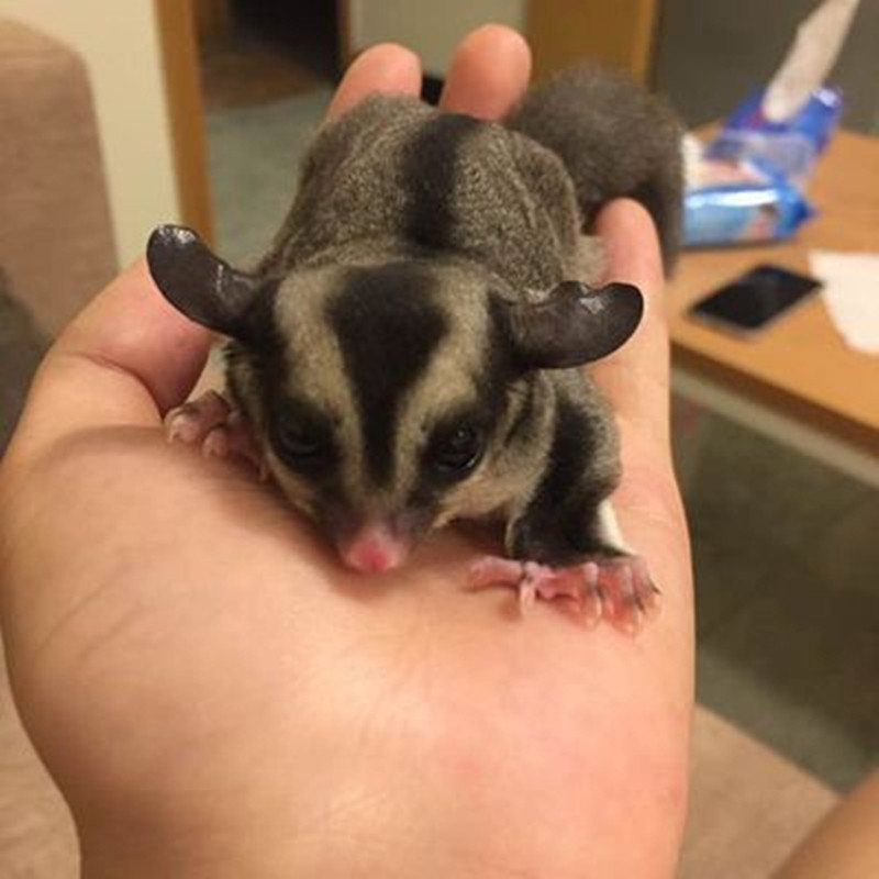 宠物蜜袋玩家澳洲飞鼠活体学生霓袋飞天鼠网红飞鼠