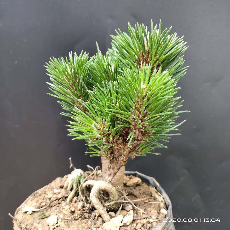 千寿日本盆栽精品老桩造型黑松盆景室内四季大型绿植