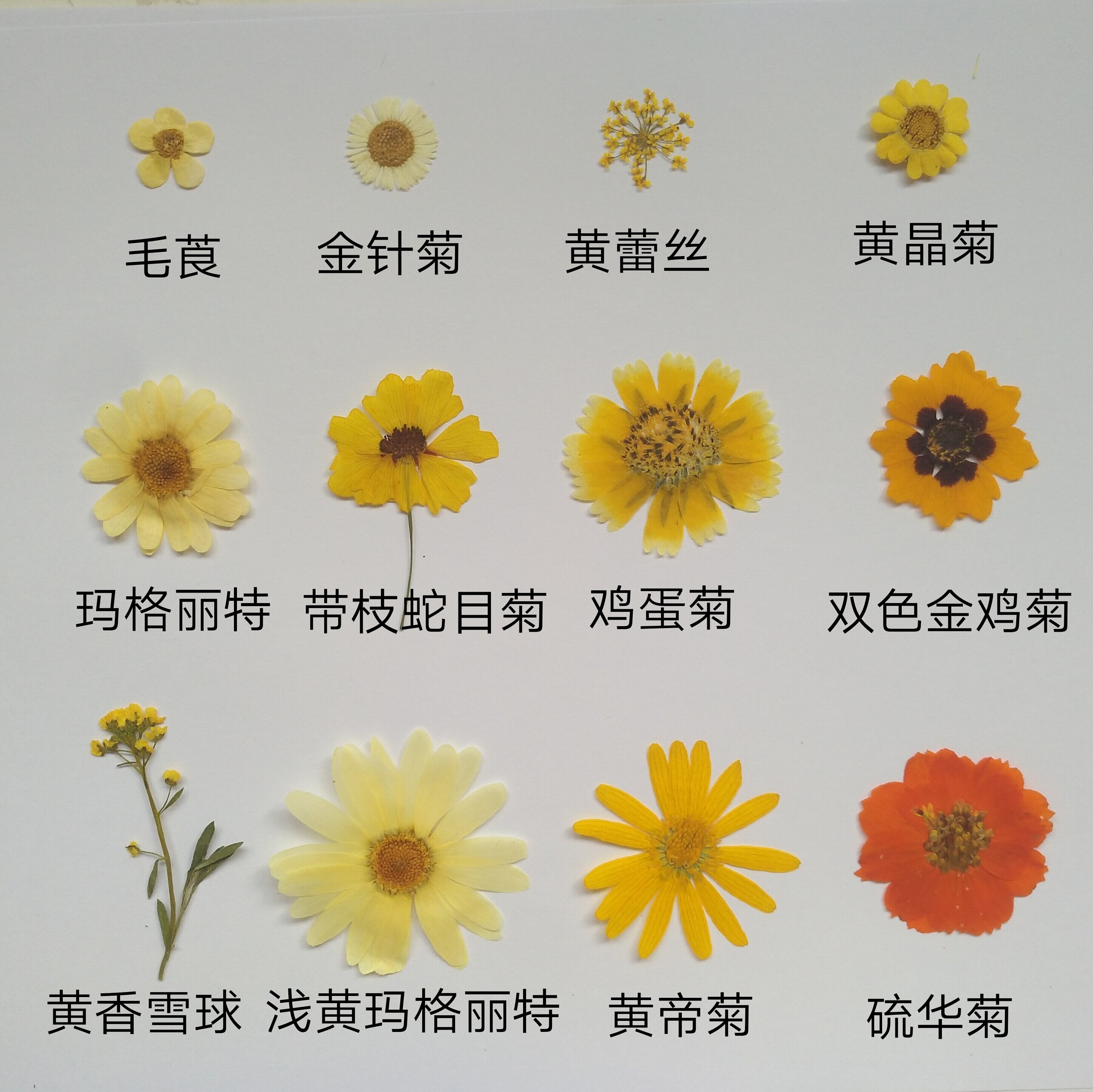周周押压花植物标本diy干花花白晶菊雏菊蕾丝干花