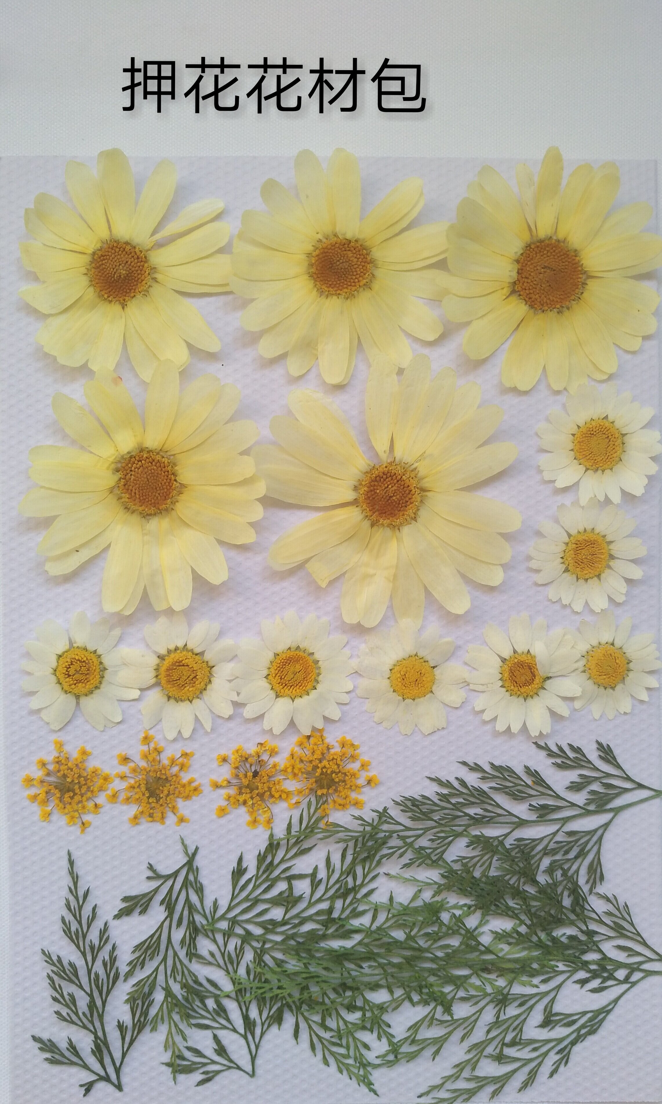 周周押玛格丽特干花标本动植物活动体验田园压花包田园干花